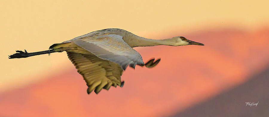 Adult Sandhill Crane at Dawn Photograph by Fred J Lord