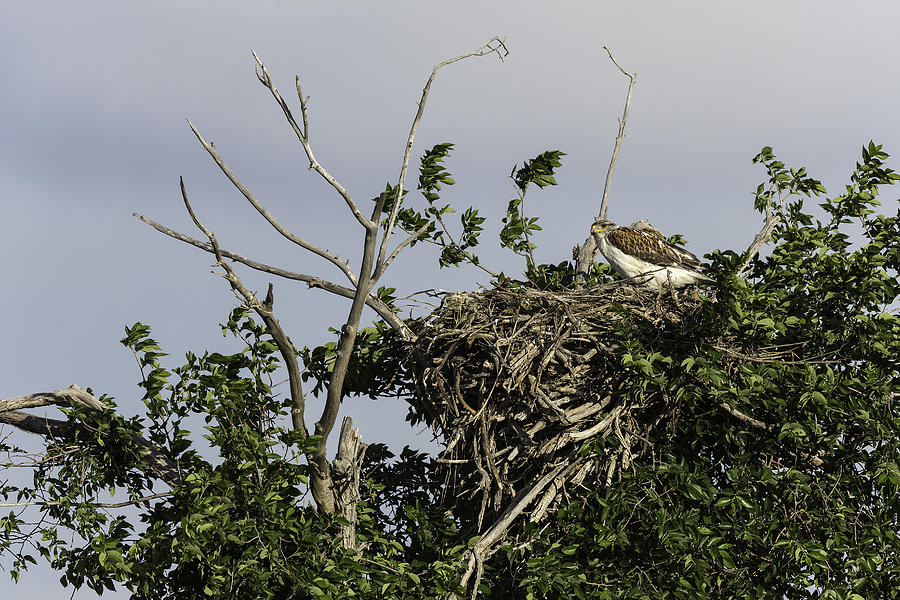 Adult Swainsons Hawk in Nest in the Canadian Prairies Photograph by Colleen Gara