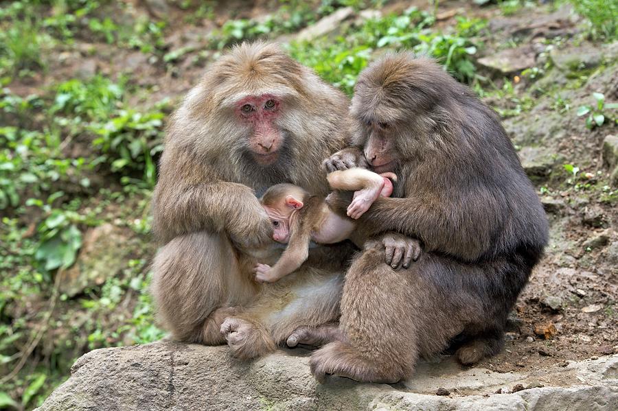 Wildlife Photograph - Adult Tibetan Macaques Grooming Infant. by Tony Camacho