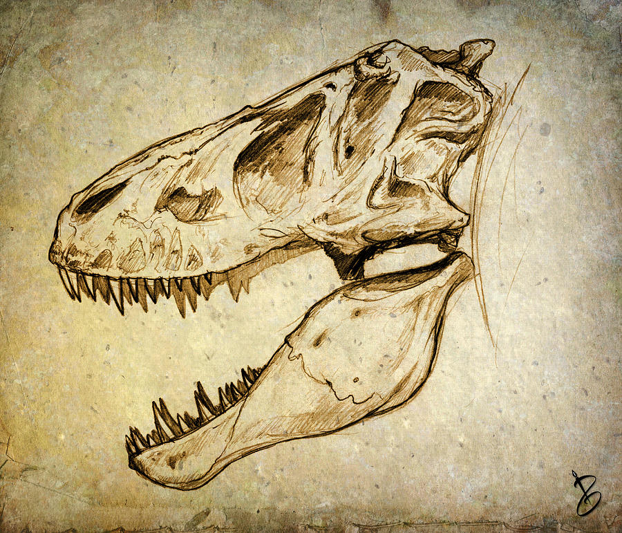 Adult Tyrannosaurus Rex Skull Drawing by Paul Gioacchini