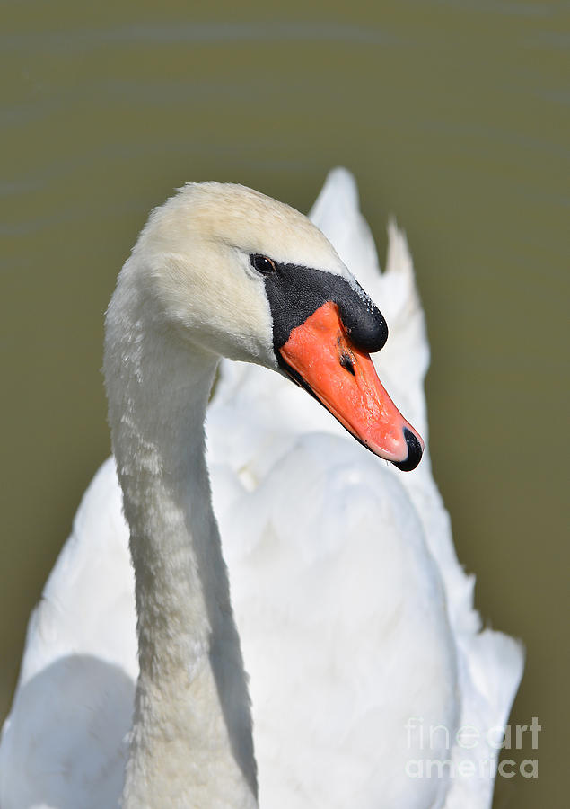 Adult White Swan Photograph by Kathy Baccari