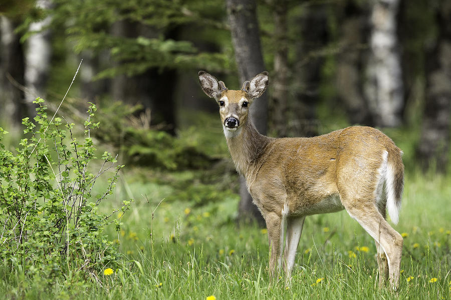 Adult White-tailed deer, Odocoileus virginianus, in Cypress Hills Interprovincial Park Photograph by Colleen Gara
