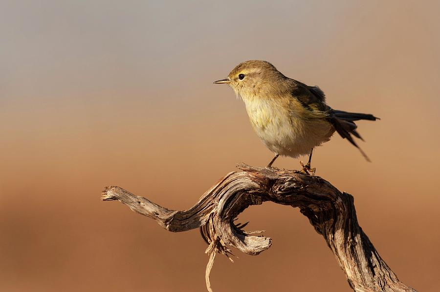 Adult Willow Warble Photograph by Photostock-israel