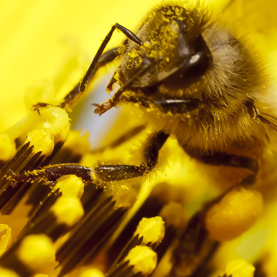 Advancing On The Pollen Photograph By Jim Finch - Fine Art America