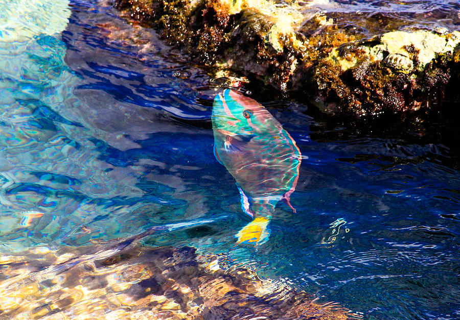 Adventerous Parrotfish Photograph by Haren Images- Kriss Haren