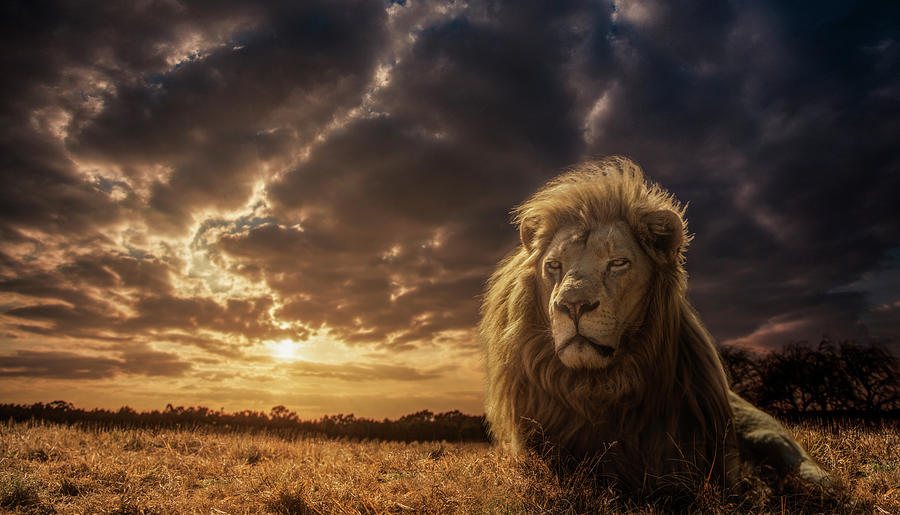 Adventures On Savannah - The Lion King Photograph by Jackson Carvalho ...