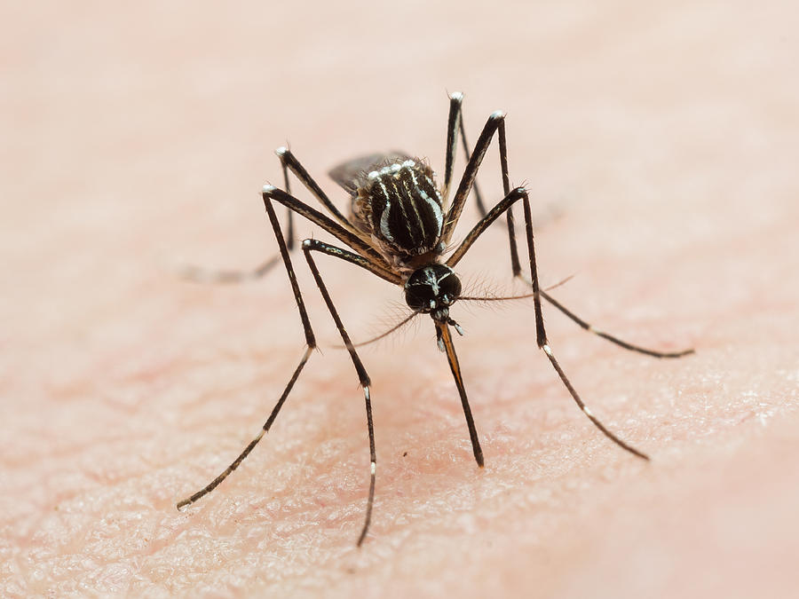 Aedes aegypti biting human skin Photograph by Joao Paulo Burini
