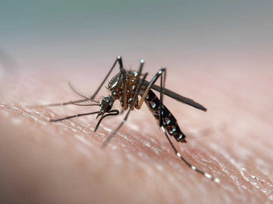 Aedes aegypti (dengue, zika, yellow fever mosquito) biting human skin, frontal view Photograph by Joao Paulo Burini