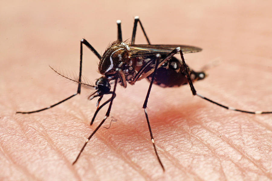 Aedes aegypti Photograph by Joao Paulo Burini