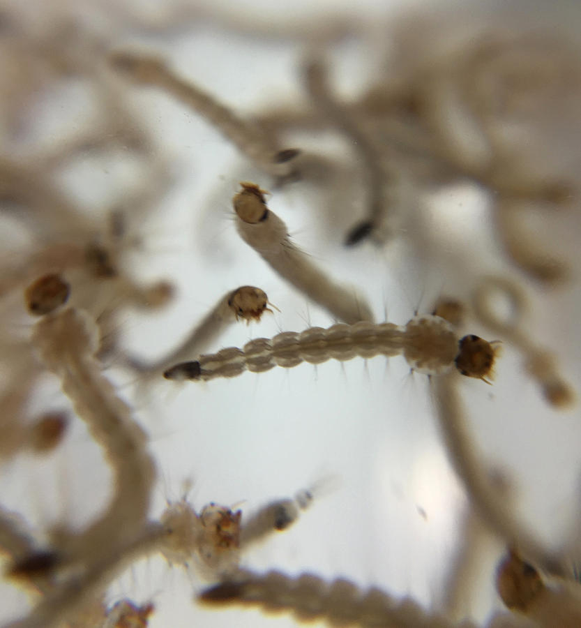 Aedes Aegypti Mosquito Larvae Photograph by Science Source
