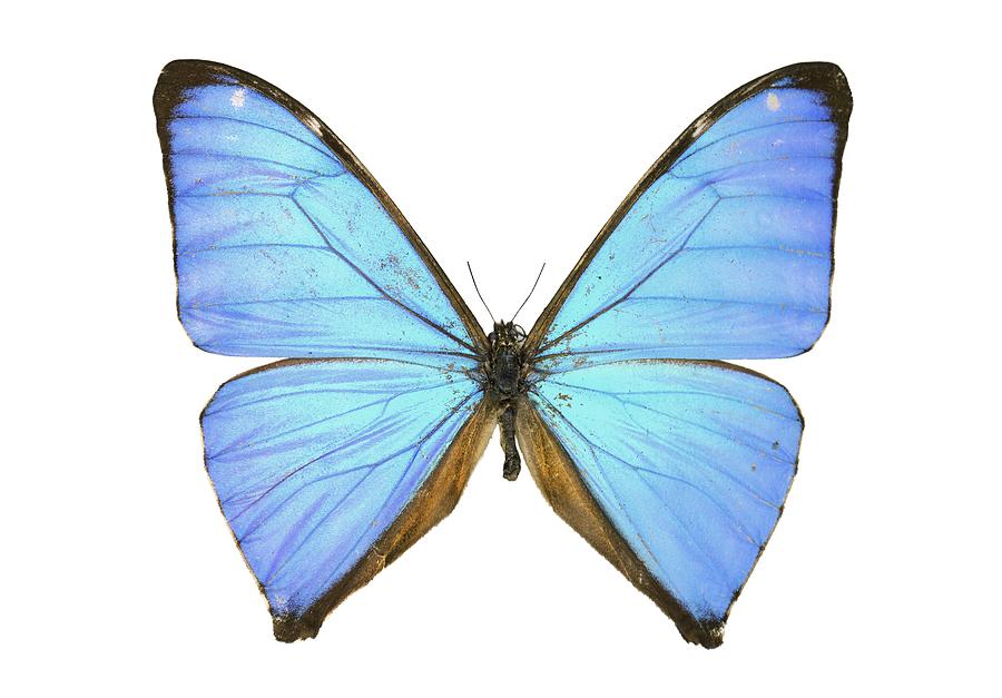 Aega morpho butterfly Photograph by Science Photo Library Aega morpho butterfly Photograph by Science Photo Library