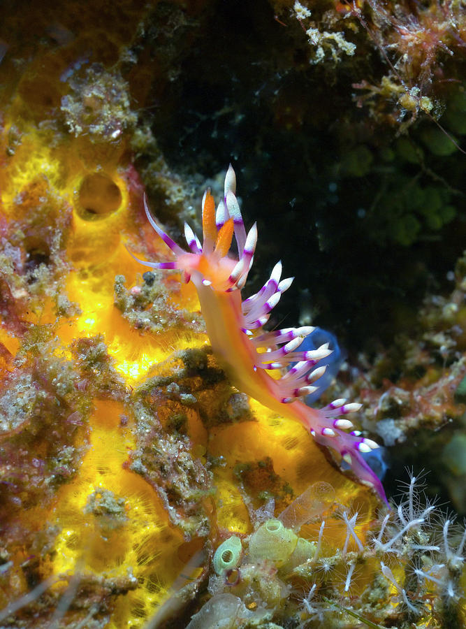 Wildlife Photograph - Aeolid Nudibranch by Peter Scoones/science Photo Library
