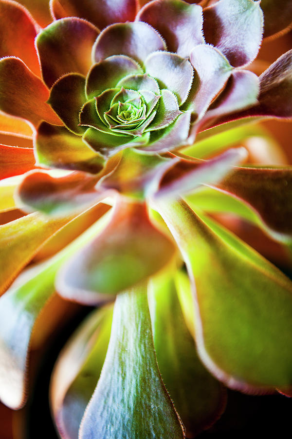 Aeonium Arboreum Plant Photograph by Renphoto