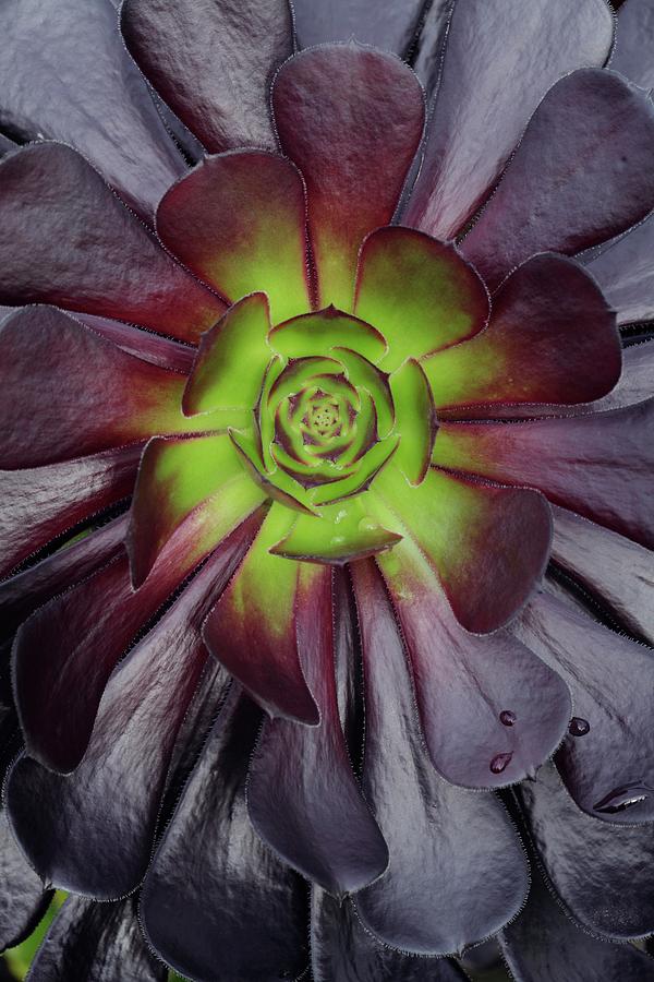 Aeonium Arboreum zwartkop Photograph by Geoff Kidd/science Photo Library
