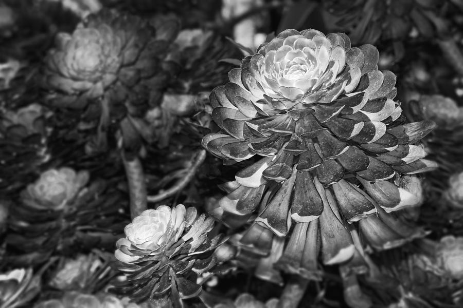 Aeonium Black and White Photograph by Kelley King
