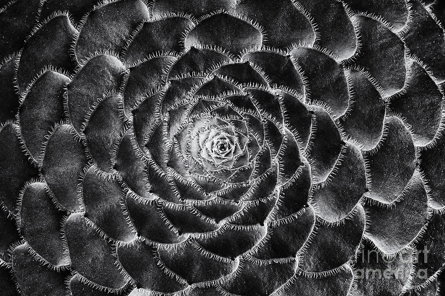 Black And White Photograph - Aeonium Monochrome by Tim Gainey