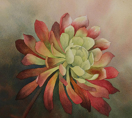 Aeonium Painting by Nancy Goldman