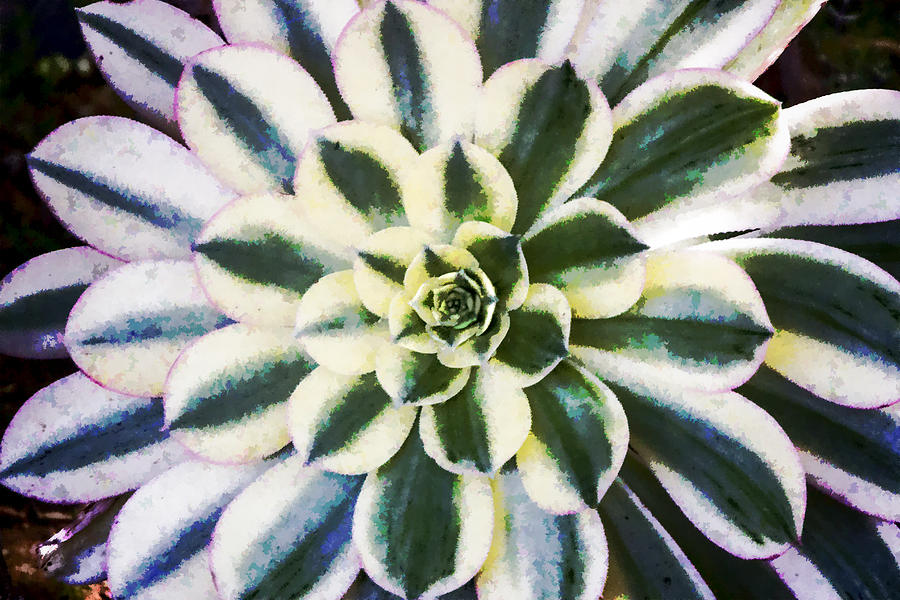 Aeonium Symmetry Digital Art by Photographic Art by Russel Ray Photos