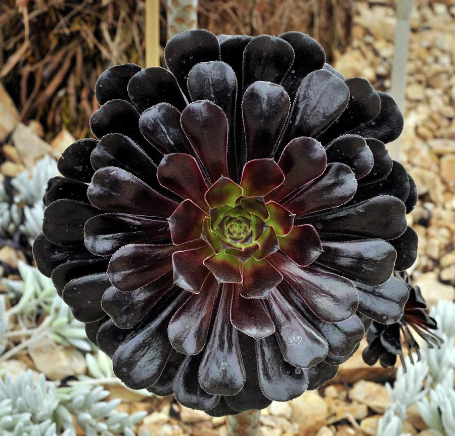 Aeonium 'zwartkop' Photograph by Anthony Cooper/science Photo Library ...