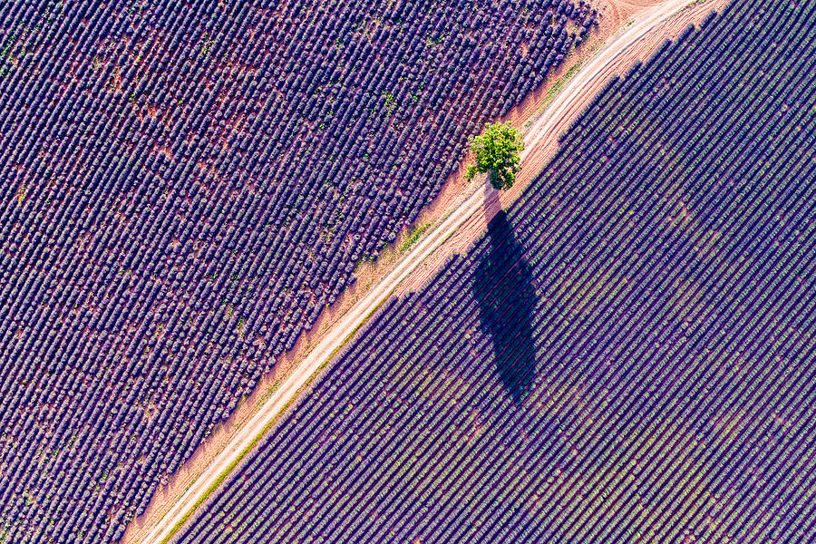 Aerial drone view of tree in the lavender, Provence, France Photograph by Matteo Colombo