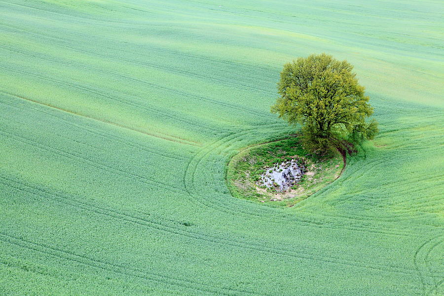 Aerial Photo Of Field And A Tree Photograph by Dariuszpa