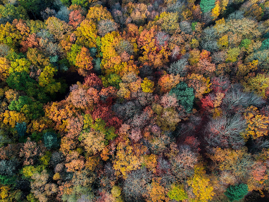 Aerial photo of uk woodland in autumn Photograph by Photo by Stuart Gleave