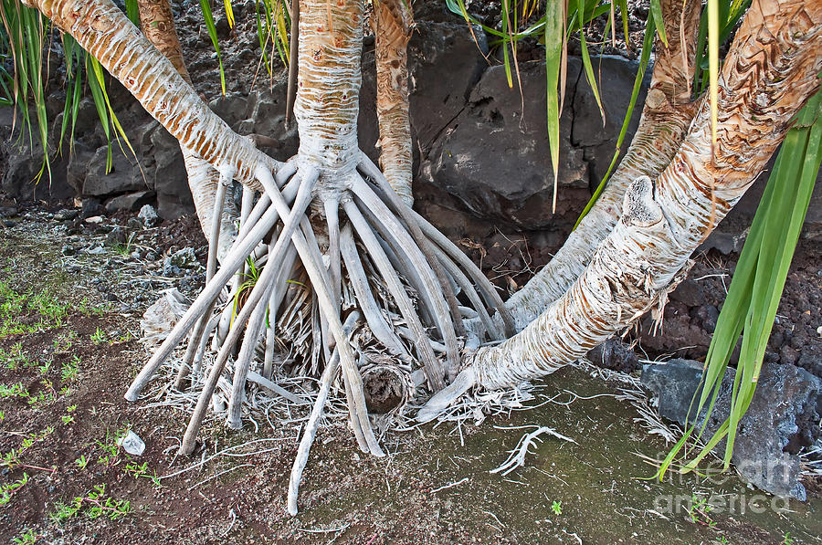 aerial roots aerial roots