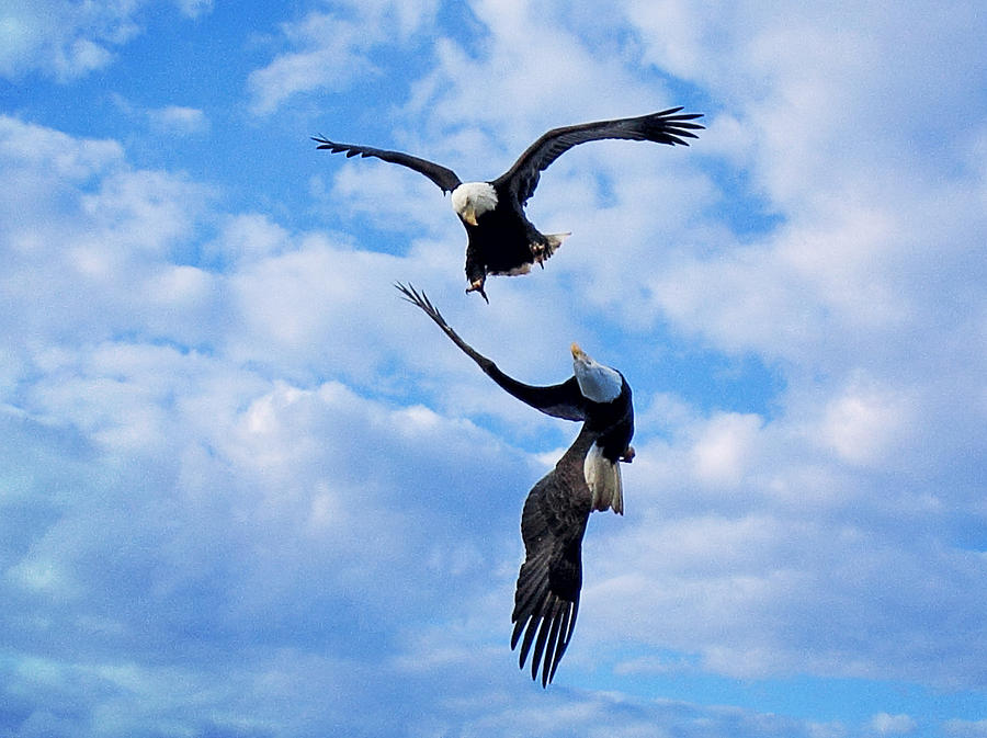 Bald Eagle Photograph - Aerial Team by Randy Hall