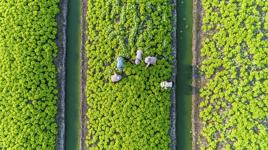 aerial top view gardener collecting chinese cabbage in vegetable garden groove, Asia thailand. Photograph by Anucha Sirivisansuwan