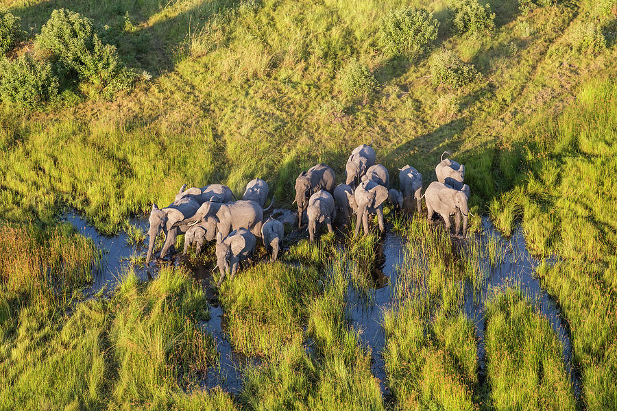 Aerial View Elephants, Okavango Delta Photograph by Peter Adams