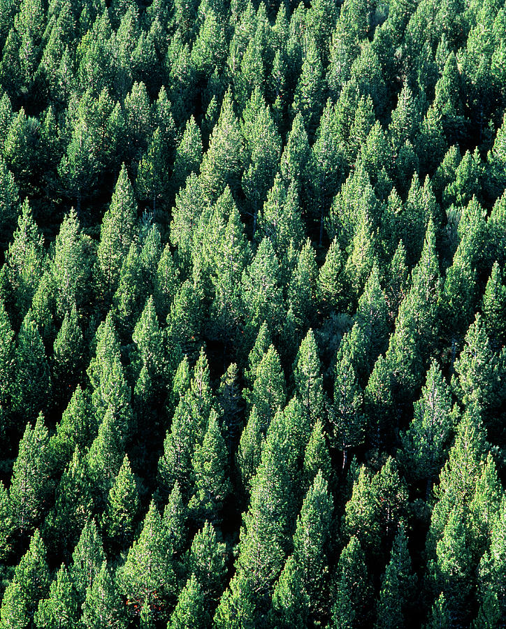 Aerial View Of A Conifer Forest Photograph by Simon Fraser/science ...