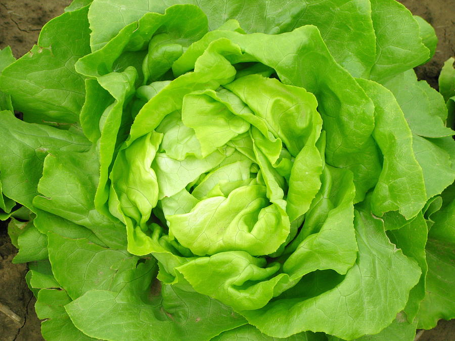 Aerial view of a green lettuce head Photograph by BasieB