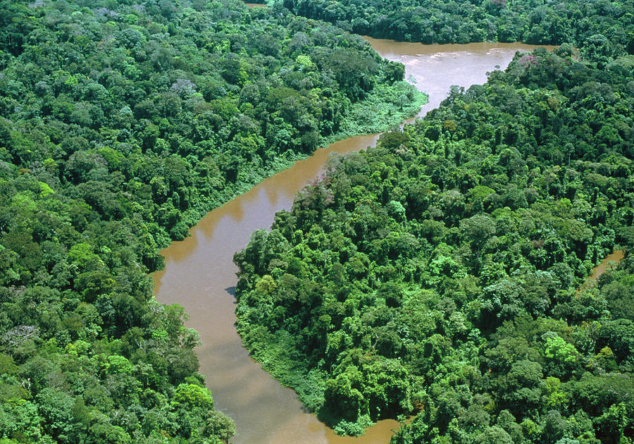 Aerial View Of A River In Forest In French Guiana Photograph by Pascal Goetgheluck/science Photo Library