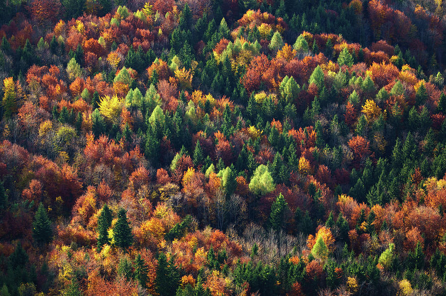 Aerial View Of Autumn Trees In Forest Photograph by Coberschneider
