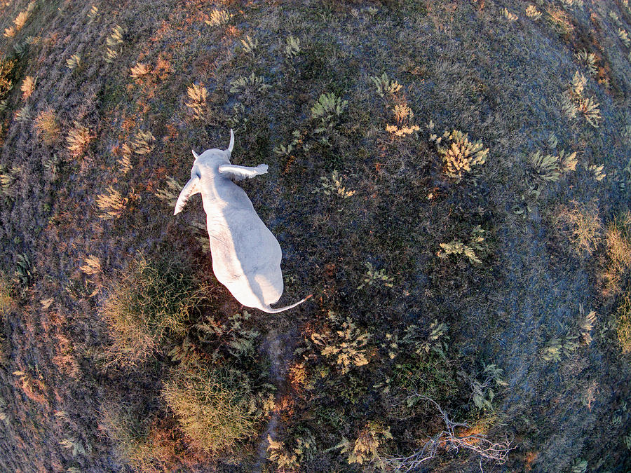 elephant aerial view