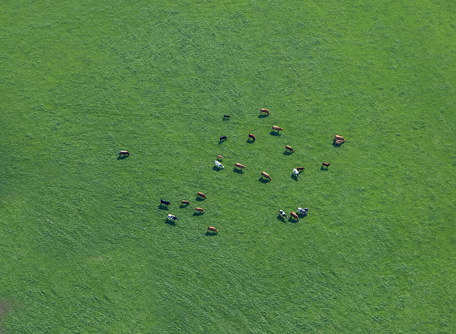 Aerial View Of Cows In Field Photograph by Allan Baxter