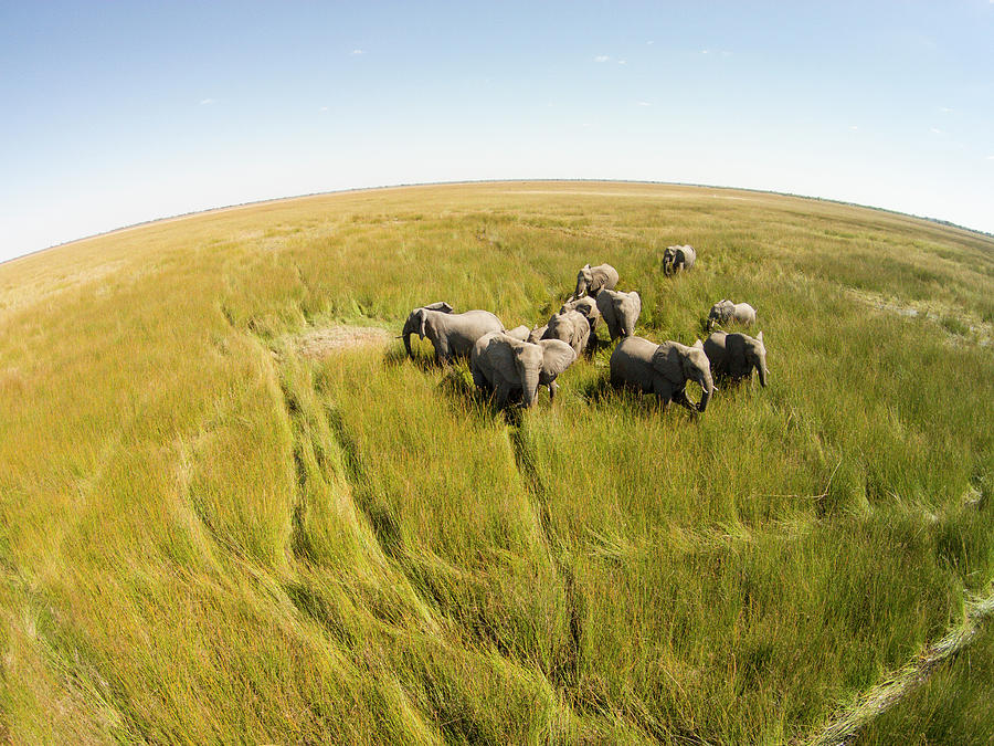 elephant aerial view