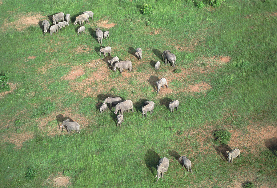 Wildlife Photograph - Aerial View Of Elephant Herd (loxodonta Africana) by William Ervin/science Photo Library