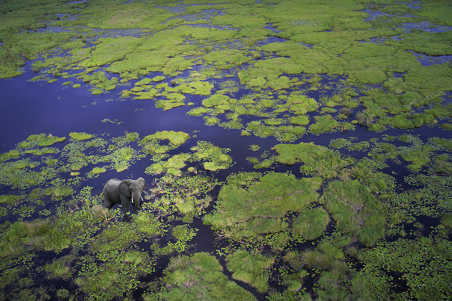 elephant aerial view