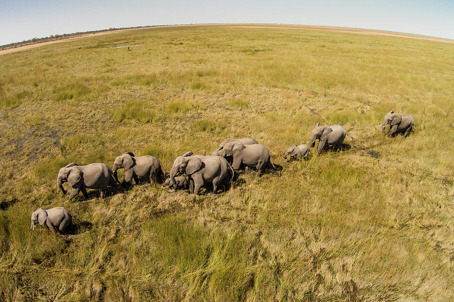 elephant aerial view