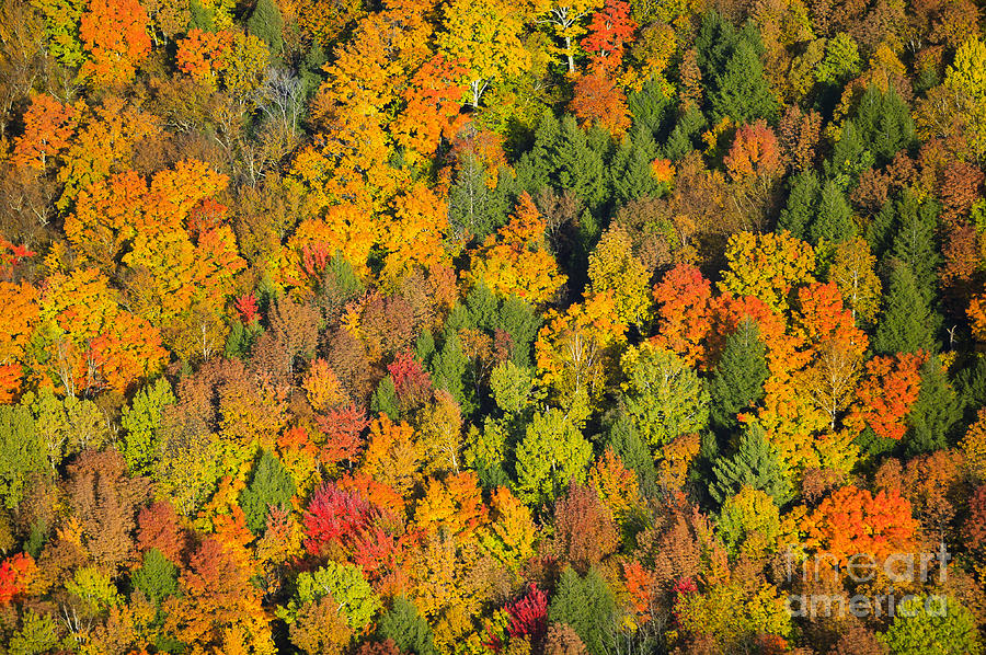 Aerial view of fall foliage in Vermont. Photograph by Don Landwehrle