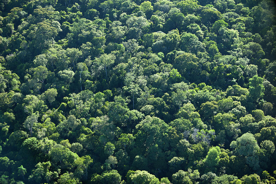 Aerial View Of Green Rainforest Photograph by Grafissimo