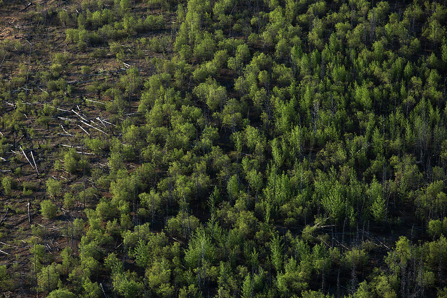 Nature Photograph - Aerial View Of Logging by Dave Brosha Photography