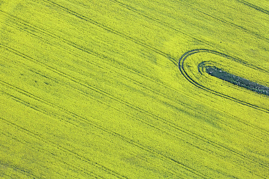 Aerial View Of Oil Seed Rape Field Photograph by Allan Baxter