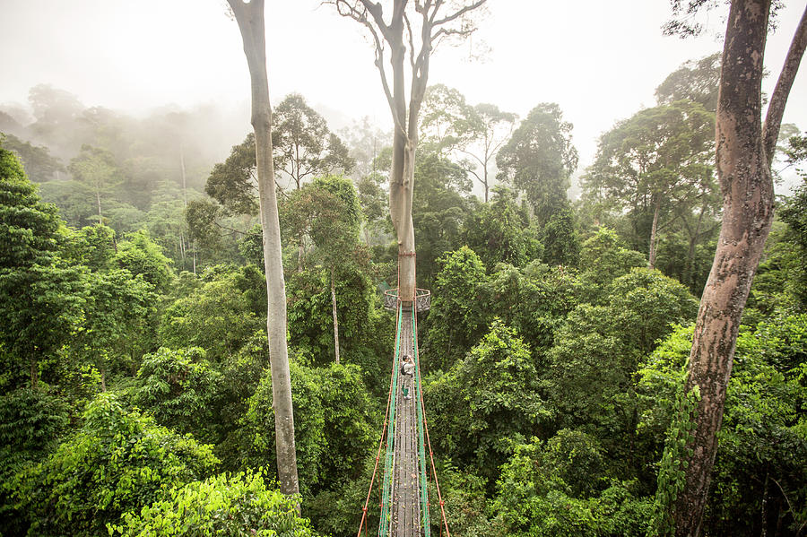 Aerial View Of Rainforest Canopy Photograph by James Morgan
