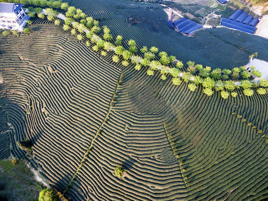 Aerial View Of Tea Plantation In China Photograph by Zhongguo