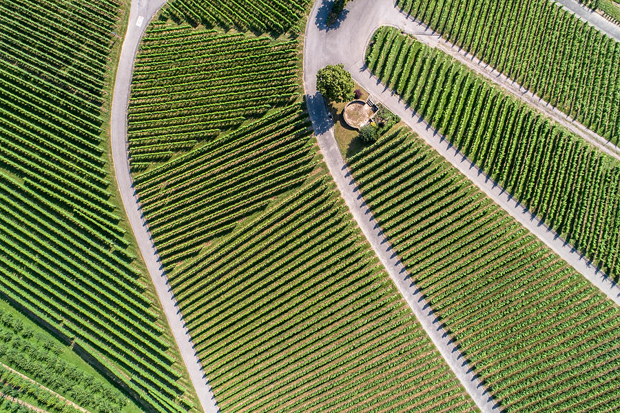 Aerial view of vineyards, Oberkrich, Germany, Europe Photograph by Achim Thomae