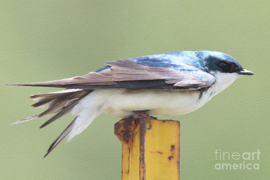 Aerodynamic Tree Swallow Photograph by Anita Oakley
