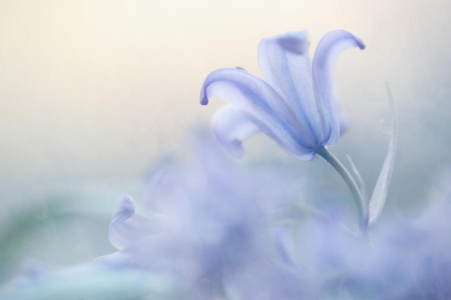 Nature Photograph - Aethereal Blue by Jenny Rainbow