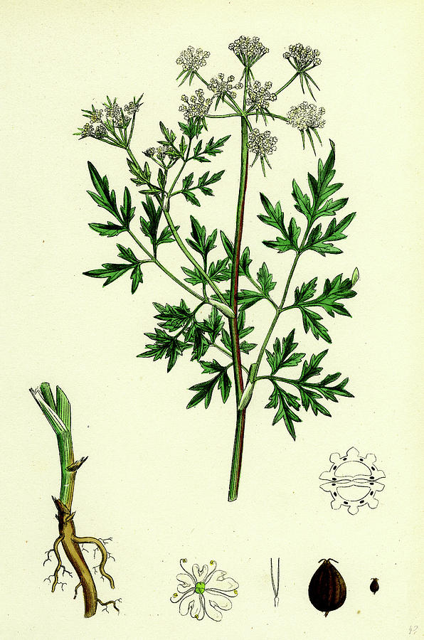 Aethusa Cynapium Common Fools-parsley Drawing by English School - Fine ...